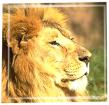 un lion pri en  photo